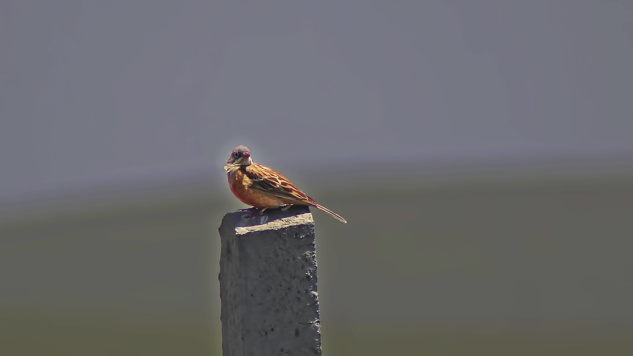 Ortolan Bunting